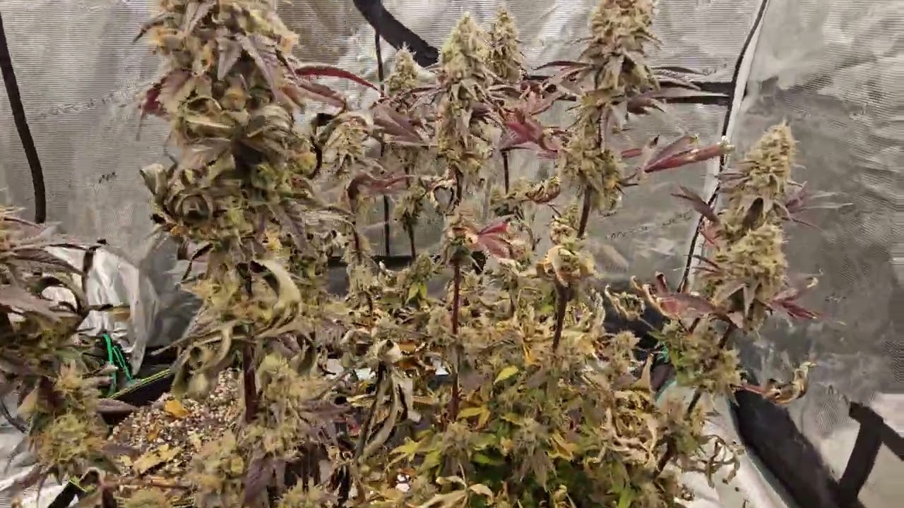 Fortune Cookie week 9