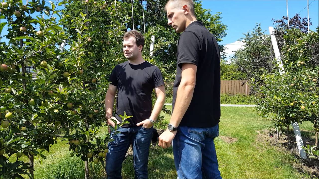 Zwalczanie przędziorków w sadach