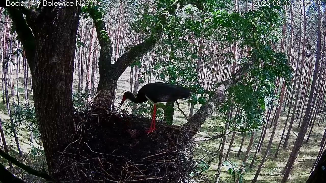 Po sezonie żegnamy bociany czarne w Bolewicach / After the season, we say goodbye to black storks.