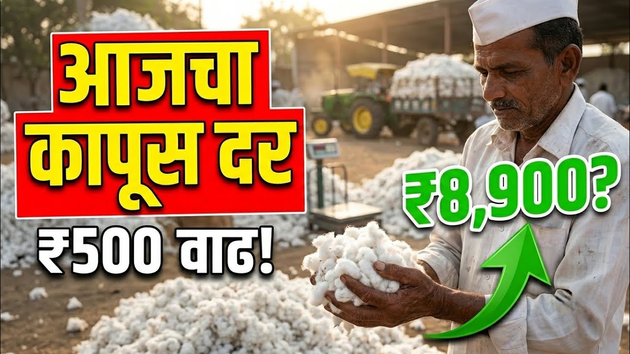 आजचा कापूस दर थेट ₹8,900 कडे! ₹500 वाढीनंतर बाजारात मोठी हालचाल | Kapus bajar Bhav Today