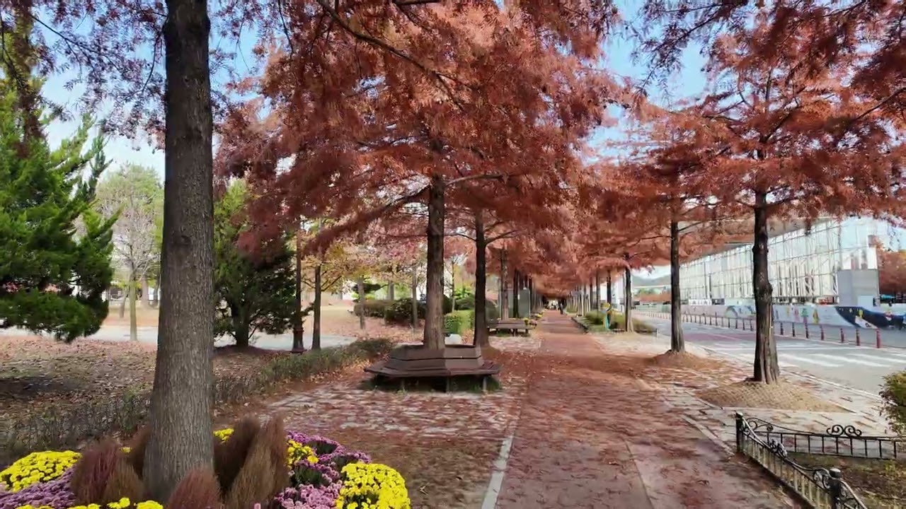 낙우송(Taxodium distichum)  낭만의 거리 .
