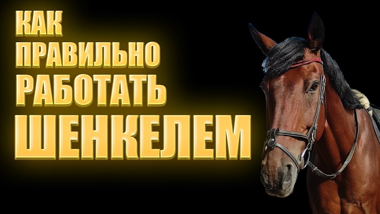 Основы работы шенкеля на шагу, рыси и галопе