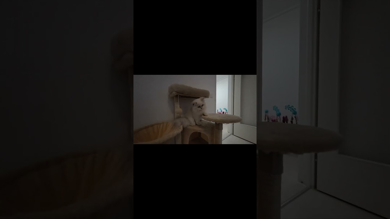 Cats Have No Chill