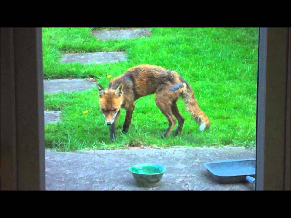 Fox with mange