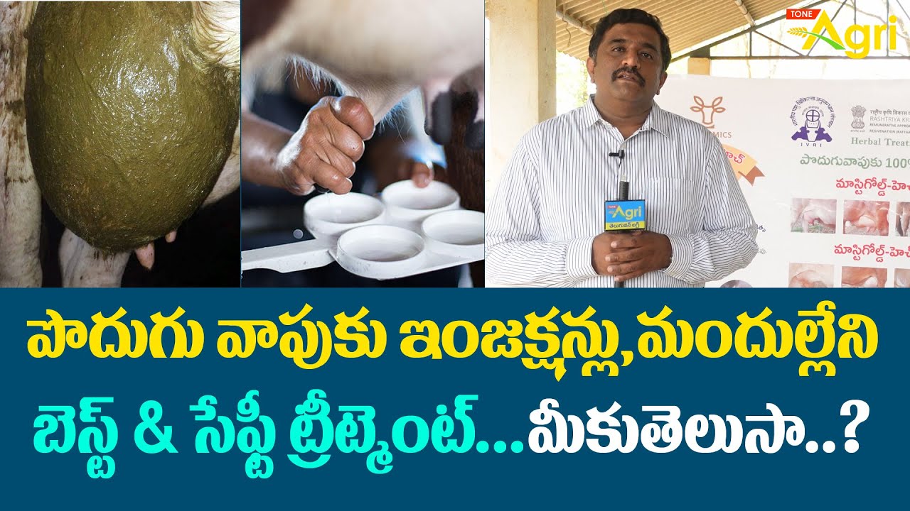 Mastitis in Cattle | పొదుగు వాపుకు ఇంజక్షన్లు,మందుల్లేని బెస్ట్ & సెఫ్టీ ట్రీట్మెంట్..! Tone Agri