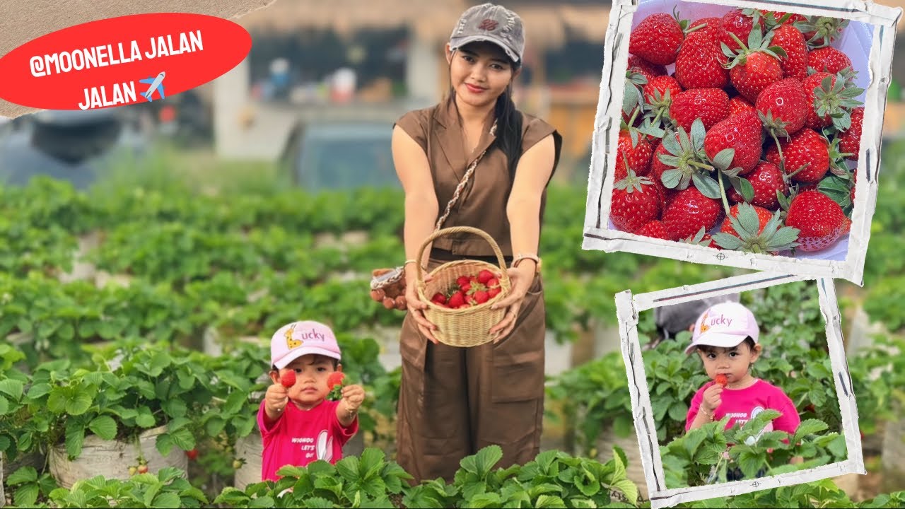 WOW  STRAWBERRY DI CIWIDEY  BESAR DAN MERAH 