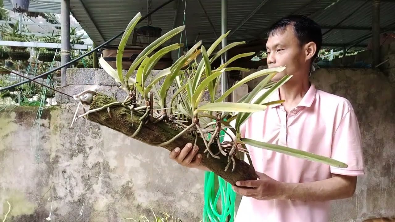 24/2 Bán Lan Rừng Lai Châu Đang Nụ 0912003665