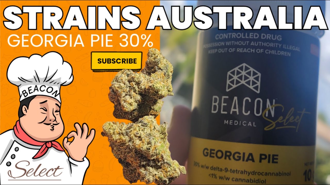 GEORGIA PIE Gold Select ,Beacon 30% Beacon#cannabiseducation#cannabis#medicinal#cannabisdispensary