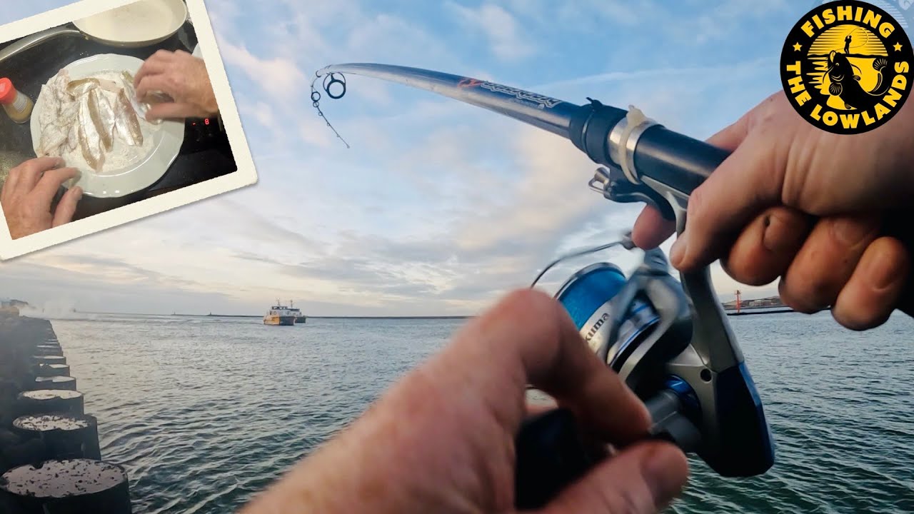 Zeevissen in IJmuiden, met oude en verse Kippenmaag  Daarna fileren, bakken en eten. FishVlog 