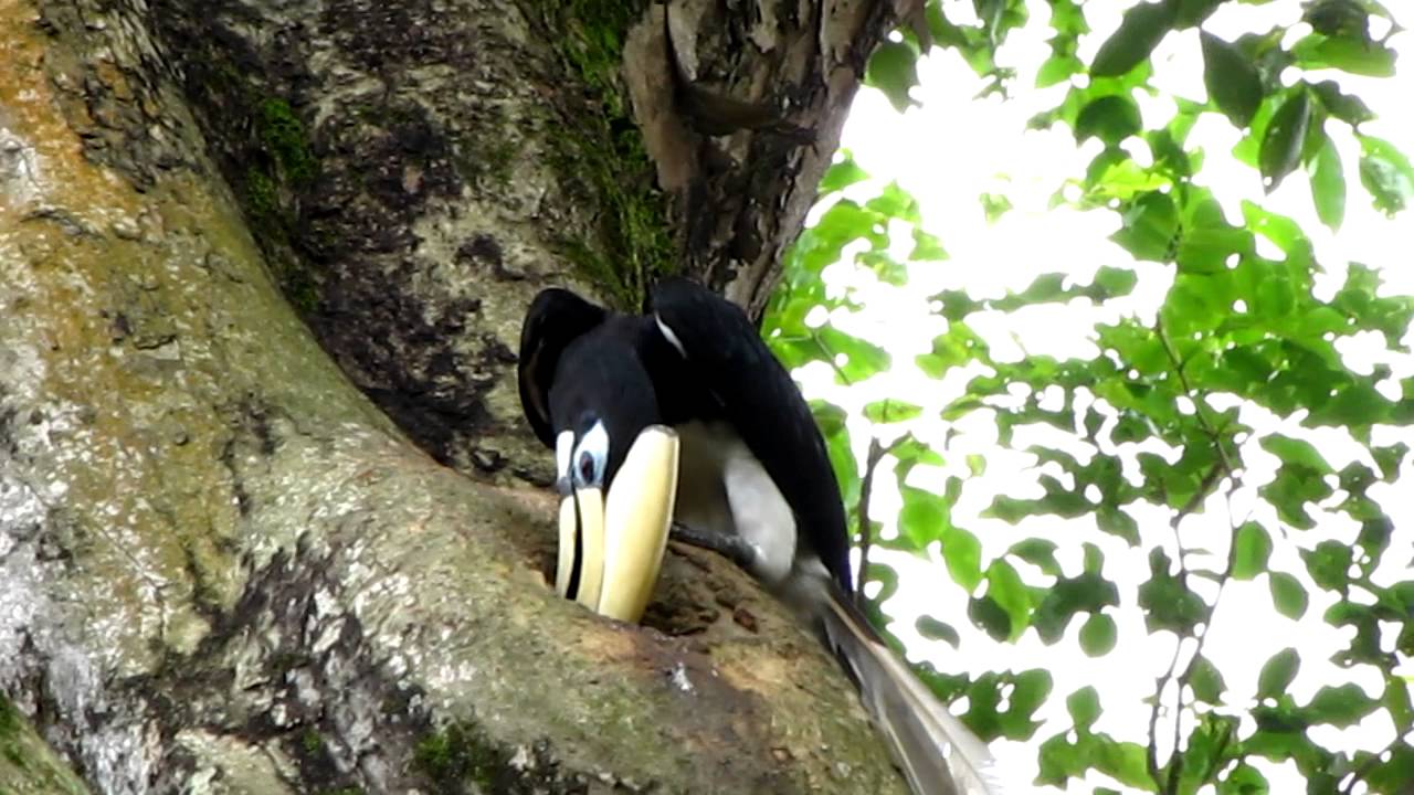 Oriental Pied Hornbill Nest 1