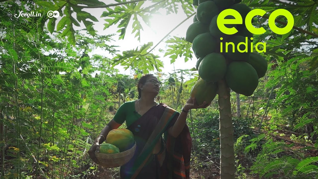 Eco India: How can farmers thrive without using chemical fertilisers?