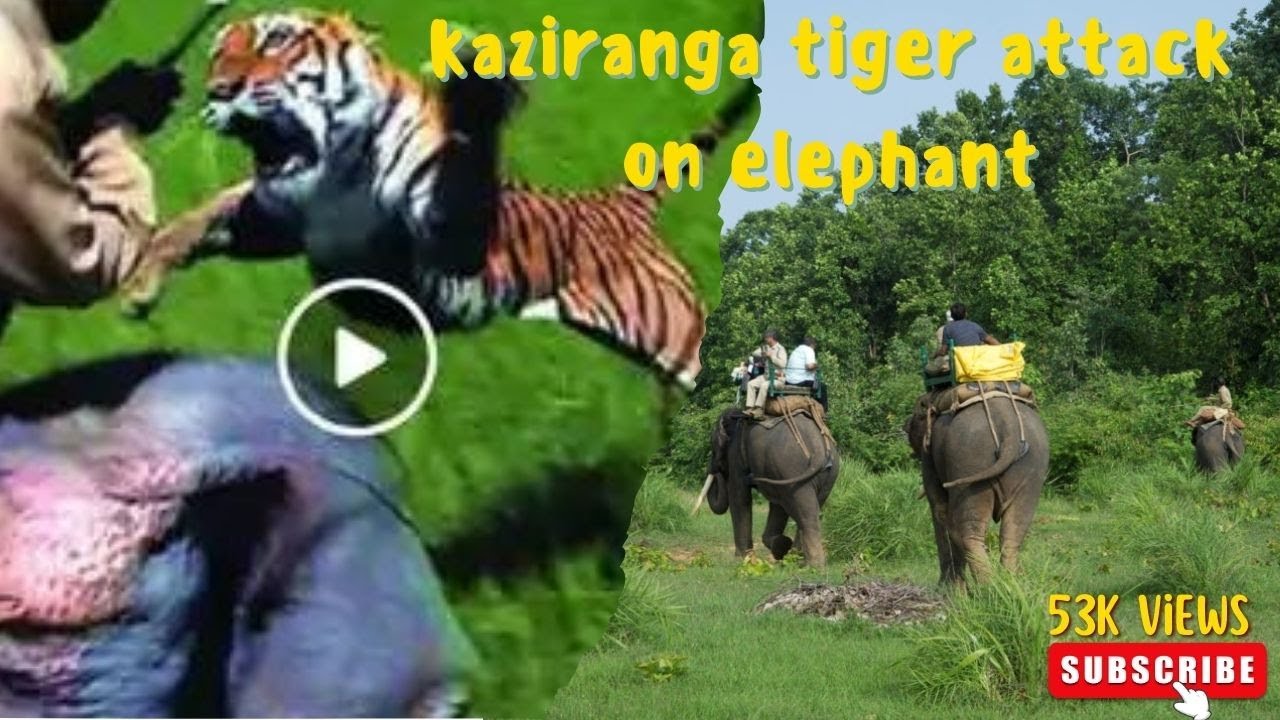 kaziranga national Park ￼tiger attack on elephant || subscribe like and share