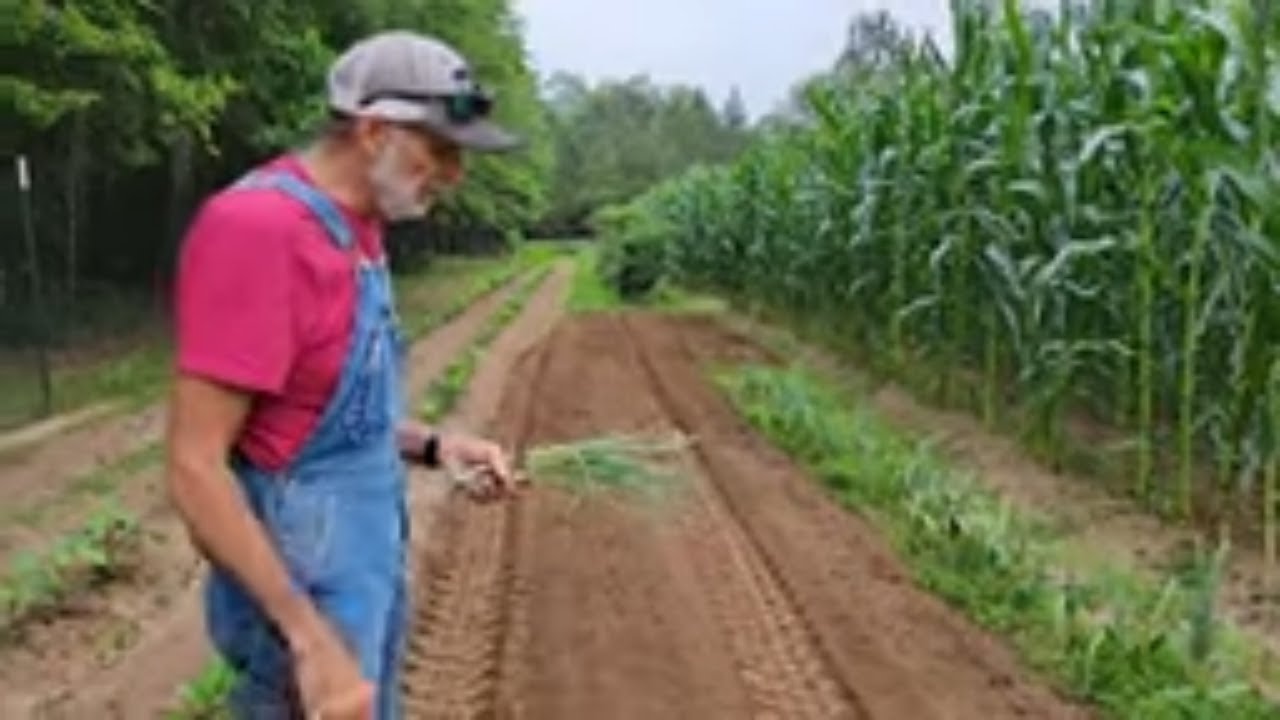 Springtime On The Farm: Planting Onions And Welcoming New Calves