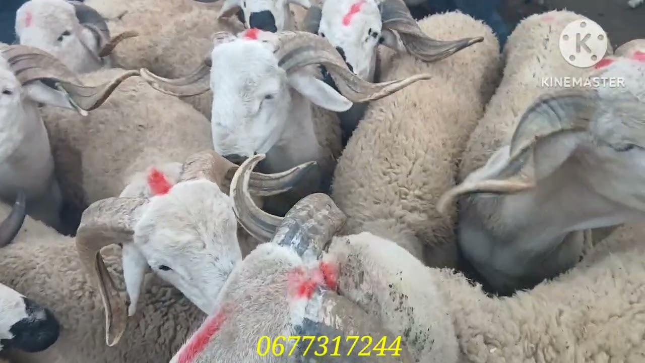 من سوق خميس العطاوية بتاريخ 12\02\2026