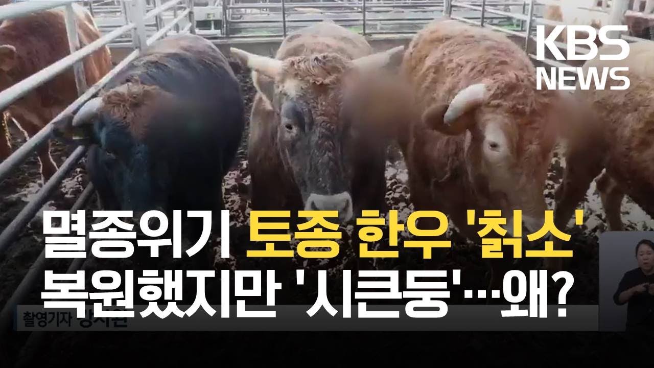 칡소 복원은 성공&hellip;확대는 한계 / KBS 2021.09.07.