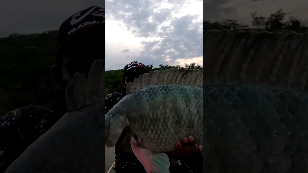 TILAPIA DO NILO SELVAGEM! #fish #pesca
