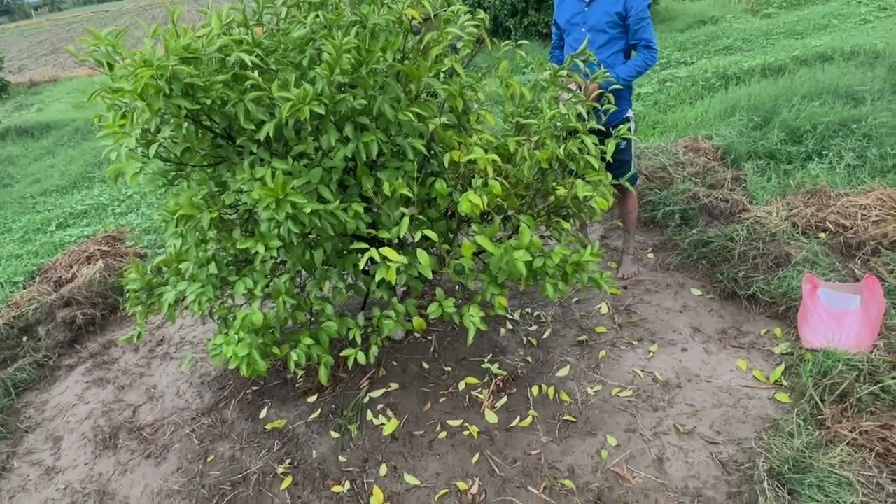 कमजोर पौधों का इलाज किया/Treatment of weak plants✅