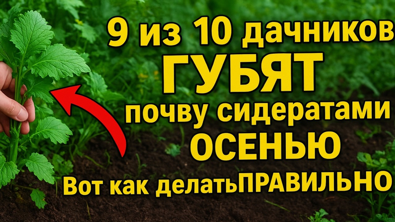 9 из 10 дачников ГУБЯТ почву сидератами ОСЕНЬЮ. Вот как делать ПРАВИЛЬНО.