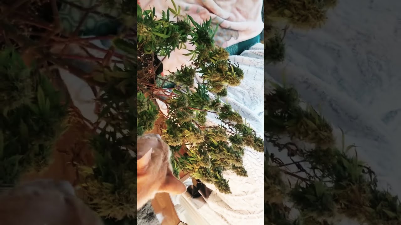 CANNABIS WHITEWIDOW 10 WEEKS IN FLOWER HARVEST TIME 👊👊👊💚