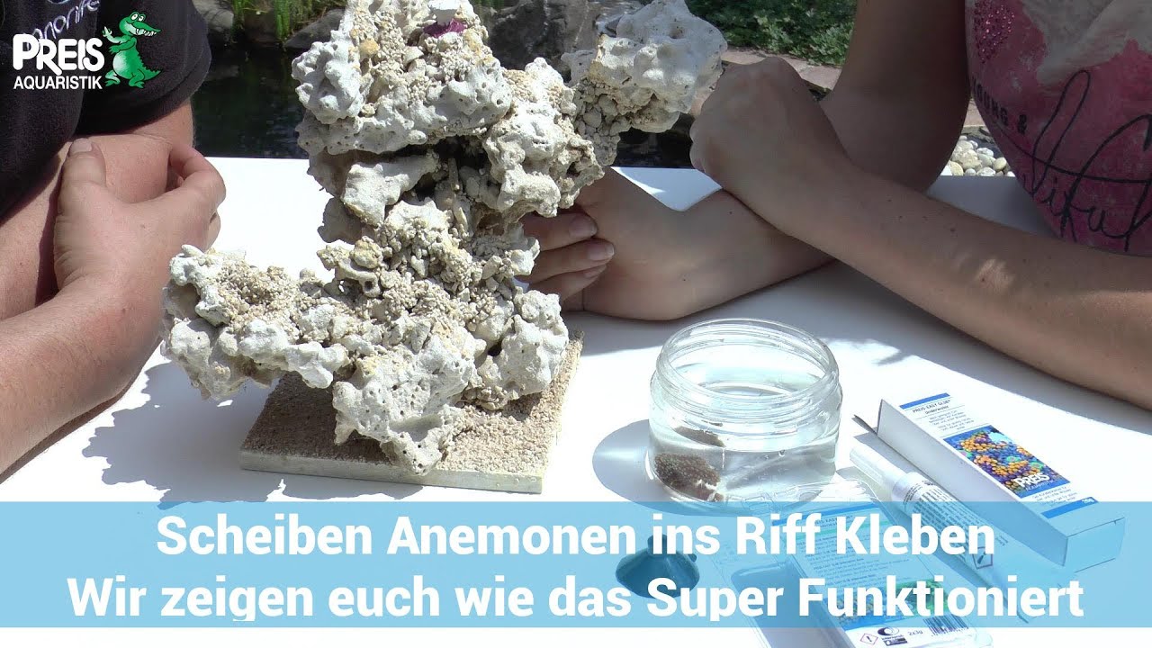 Scheiben Anemonen ins Riff kleben, wir zeigen euch das mal.