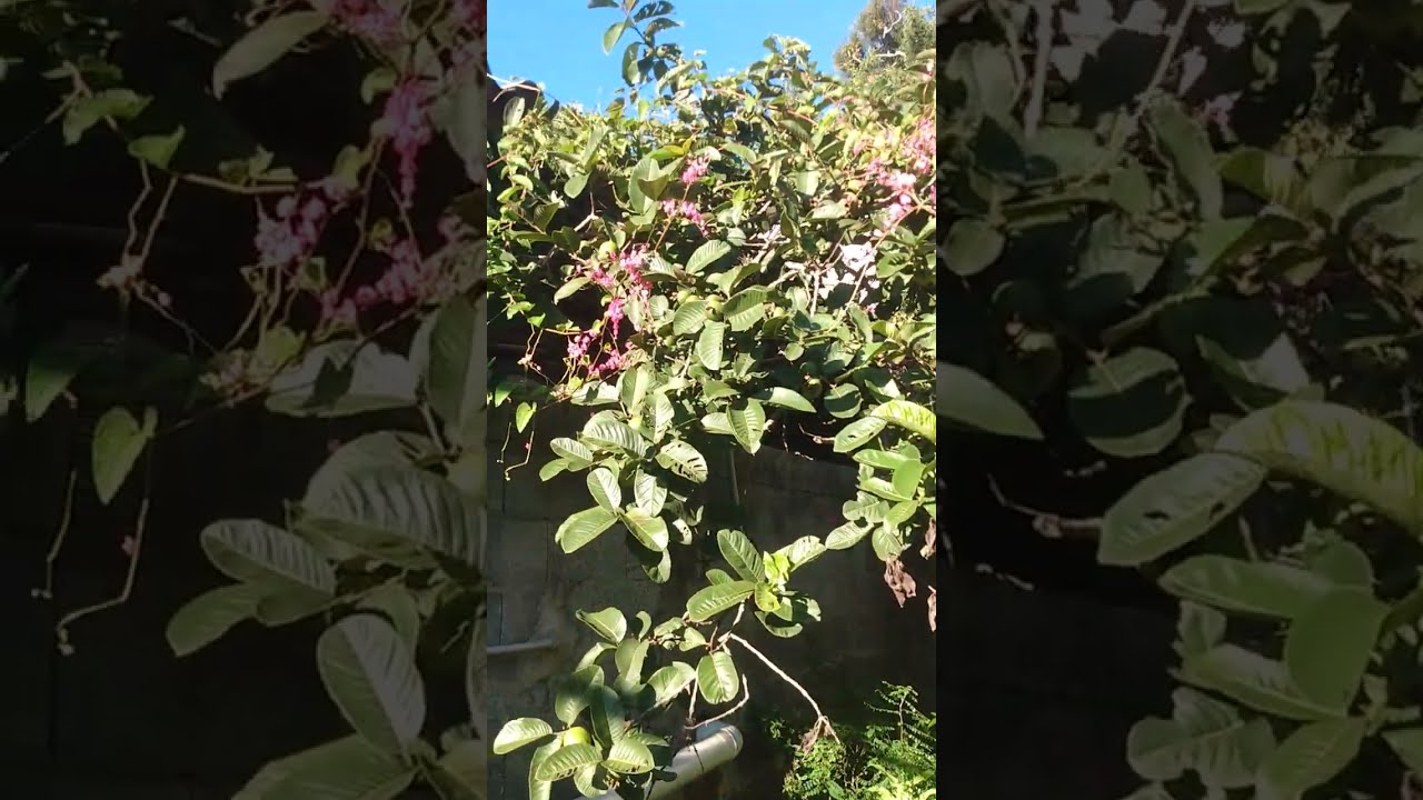 A famosa flor 🌷 do amor agarradinho no meliponario Caetano.