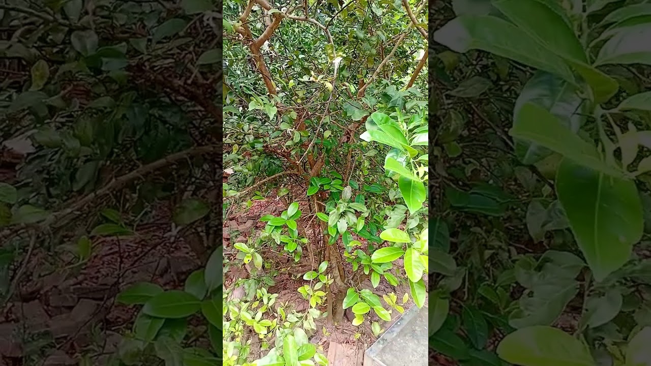 trồng và chăm sóc cây chanh giấy 