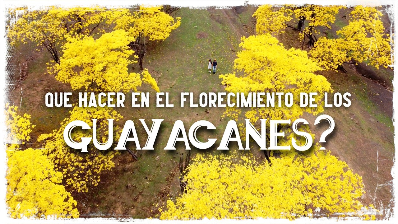 Todo lo que debes saber del 🌺FLORECIMIENTO DE LOS GUAYACANES Mangahurco Loja