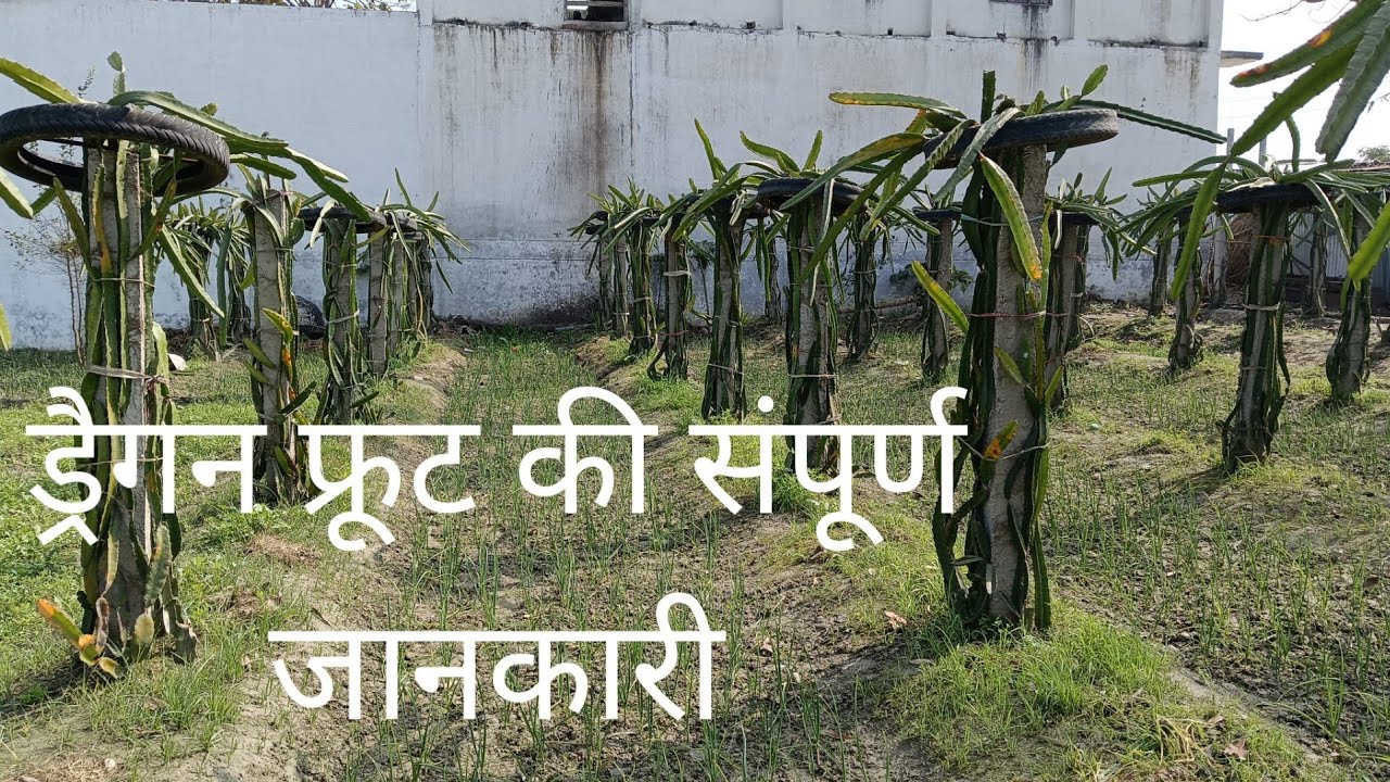 ड्रैगन फ्रूट खेती संपूर्ण जानकारी