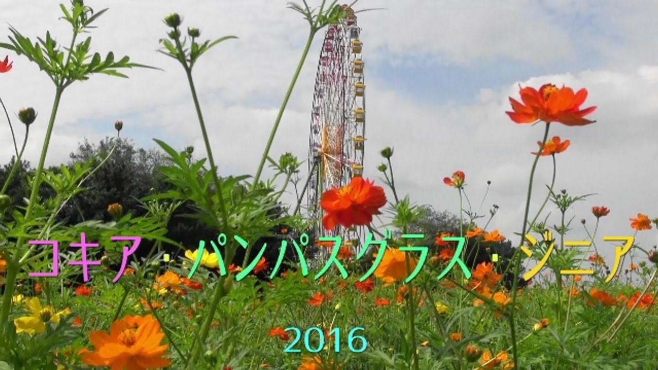 国営ひたち海浜公園  『 コキア・パンパスグラス・ジニア 2016 』  Ver.２