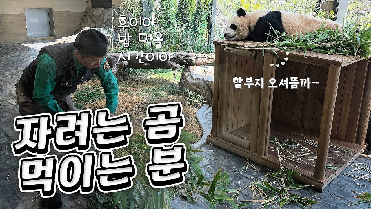 🗓20260310 바오패밀리 🎦자려는 곰 먹이는 분 | 의사표현 뚜렷한 사랑이🎦 💕🐼러바오🐼아이바오🐼루이바오🐼후이바오💕
