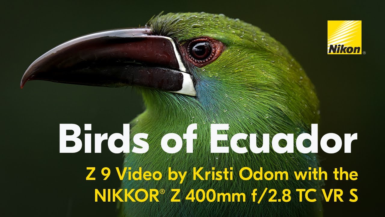 Birds of Ecuador | Z 9 Video by Kristi Odom with the NIKKOR Z 400mm f/2.8 TC VR S