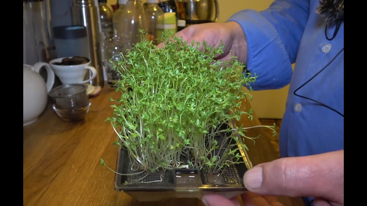 Kresse - ein krass geiles Kraut - Koch mit Hardy