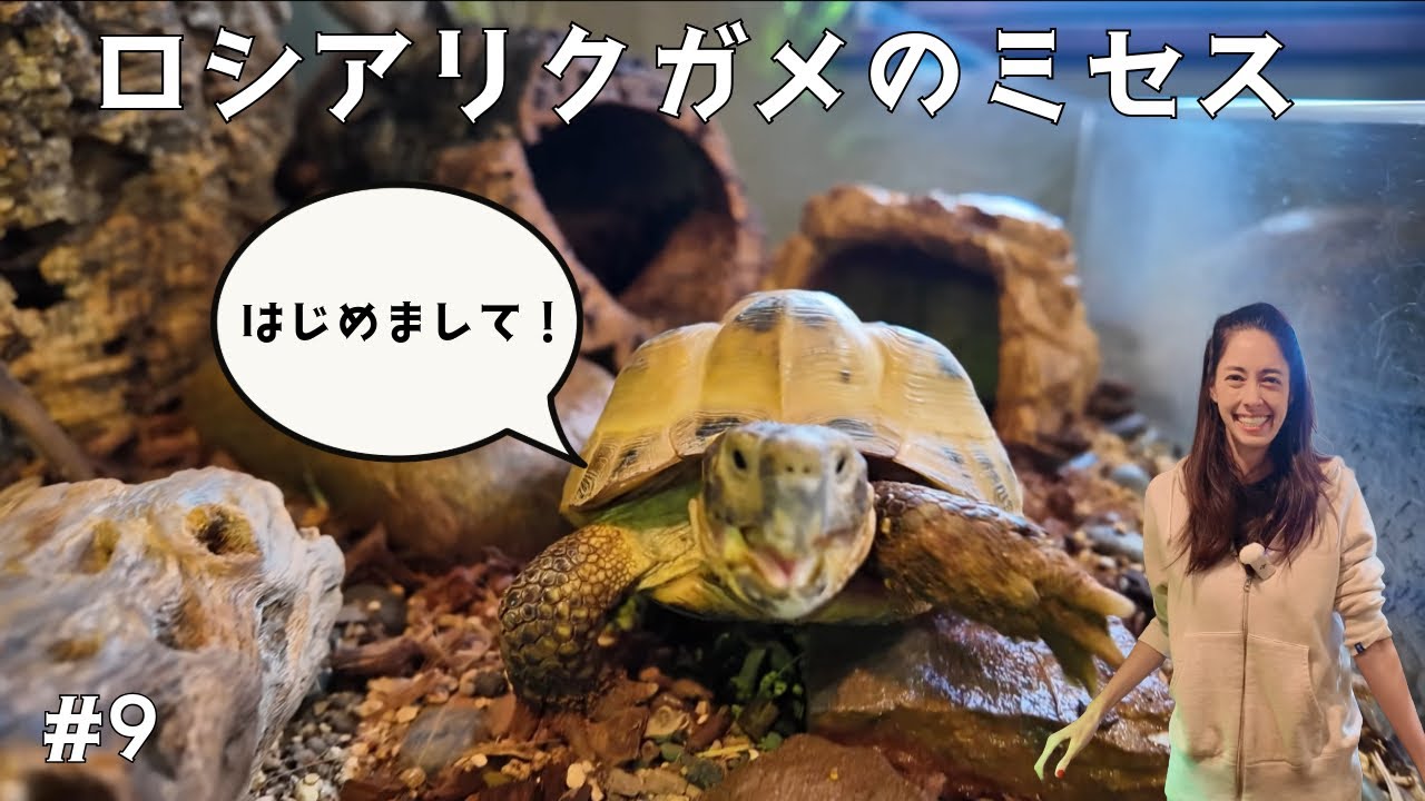 #9 ロシアリクガメ ミセス ／ Next introduction, My land turtle “Mrs.”