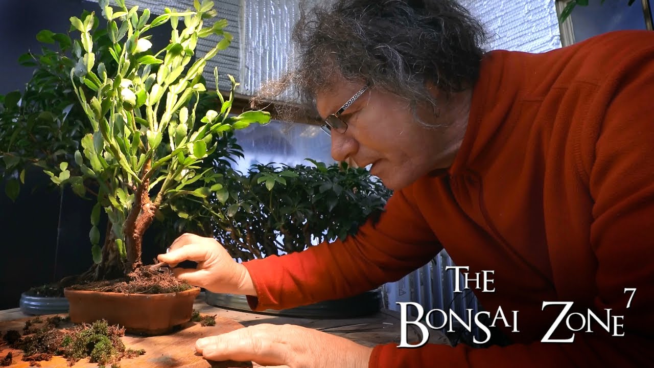 My Unusual Succulent Bonsai Get a Trim, The Bonsai Zone, April 2020
