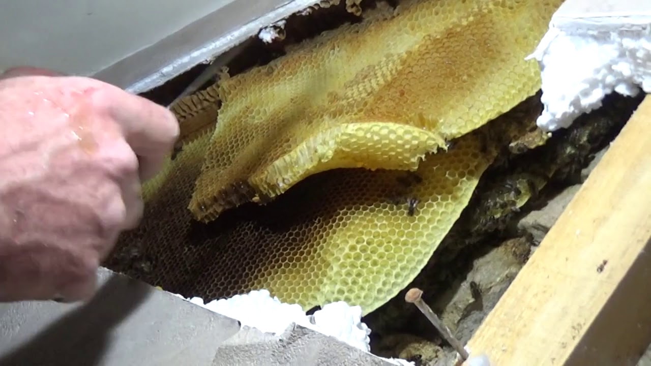 Récupération d'abeilles logées dans un mur...à l'aspirateur! (25-04-2020) ...