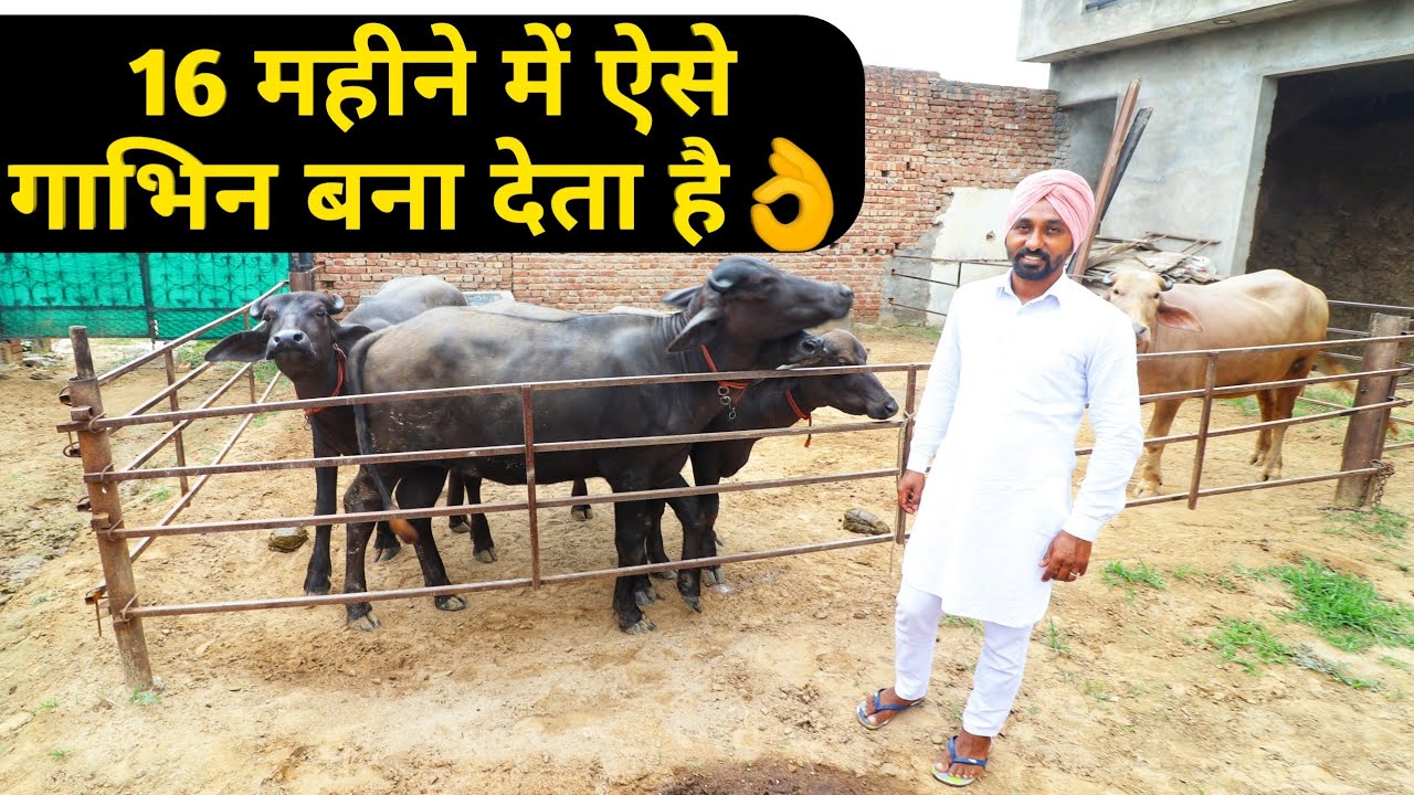 टॉप की कटी बछड़ी तैयार ऐसे करे|Quality calf rearing/ Dairy Farming india