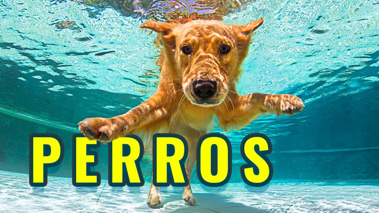Perros. Lo Que no Sab&iacute;as Sobre los Perros de Ciudad