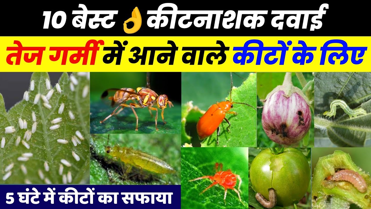 42°C तापमान में भी बेस्ट👌रिजल्ट देने वाली कीटनाशक दवा | कीट प्रकोप और 100% कारगर कंट्रोल।