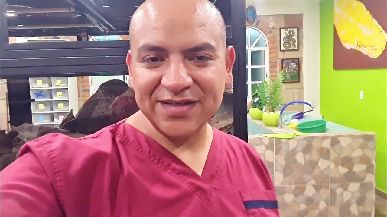 Reproducción del pitón retiuclado (Cuando introducir y retirar al macho). Pitón Cow tiene cúpulas. 😃