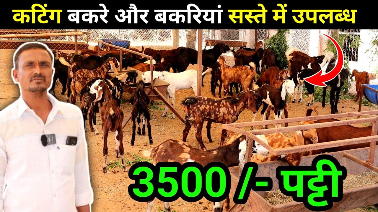 सस्ते में कटिंग के बकरे और बकरियां उपलब्ध | Cheapest cutting goat's are available at Raj goat farm