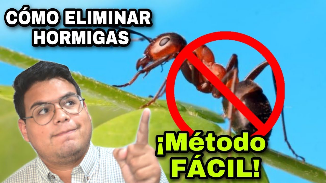 HORMIGAS: VENENO PARA LAS HORMIGAS/ COMO ELIMINAR HORMIGAS EN CASA, MÉTODO FÁCIL Y RAPIDO!