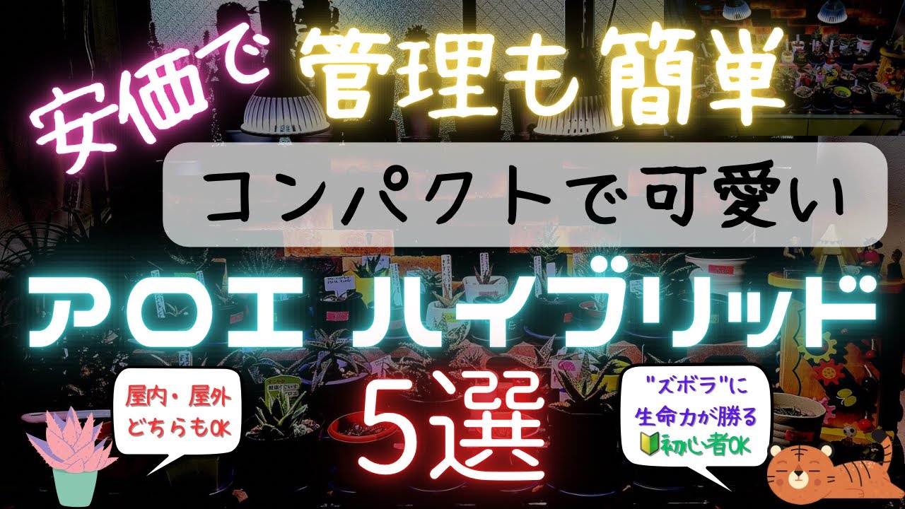 【アロエ ハイブリッド】簡単・コンパクト・可愛い・増やしやすい‼️