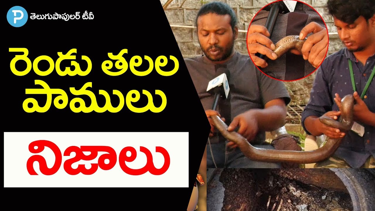Is there a such thing as a two headed snake? రెండు తలల పాములు నిజాలు