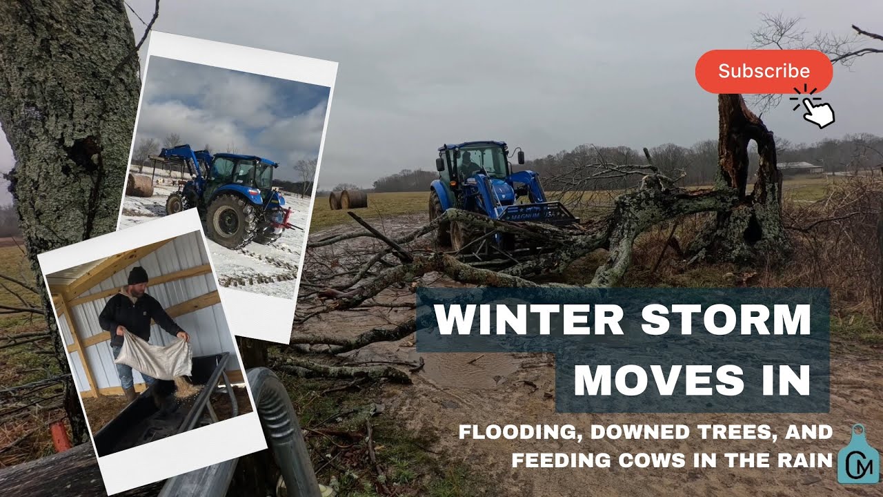 Winter Storm Moves In 🥶 #farming #farm #cow #cattle