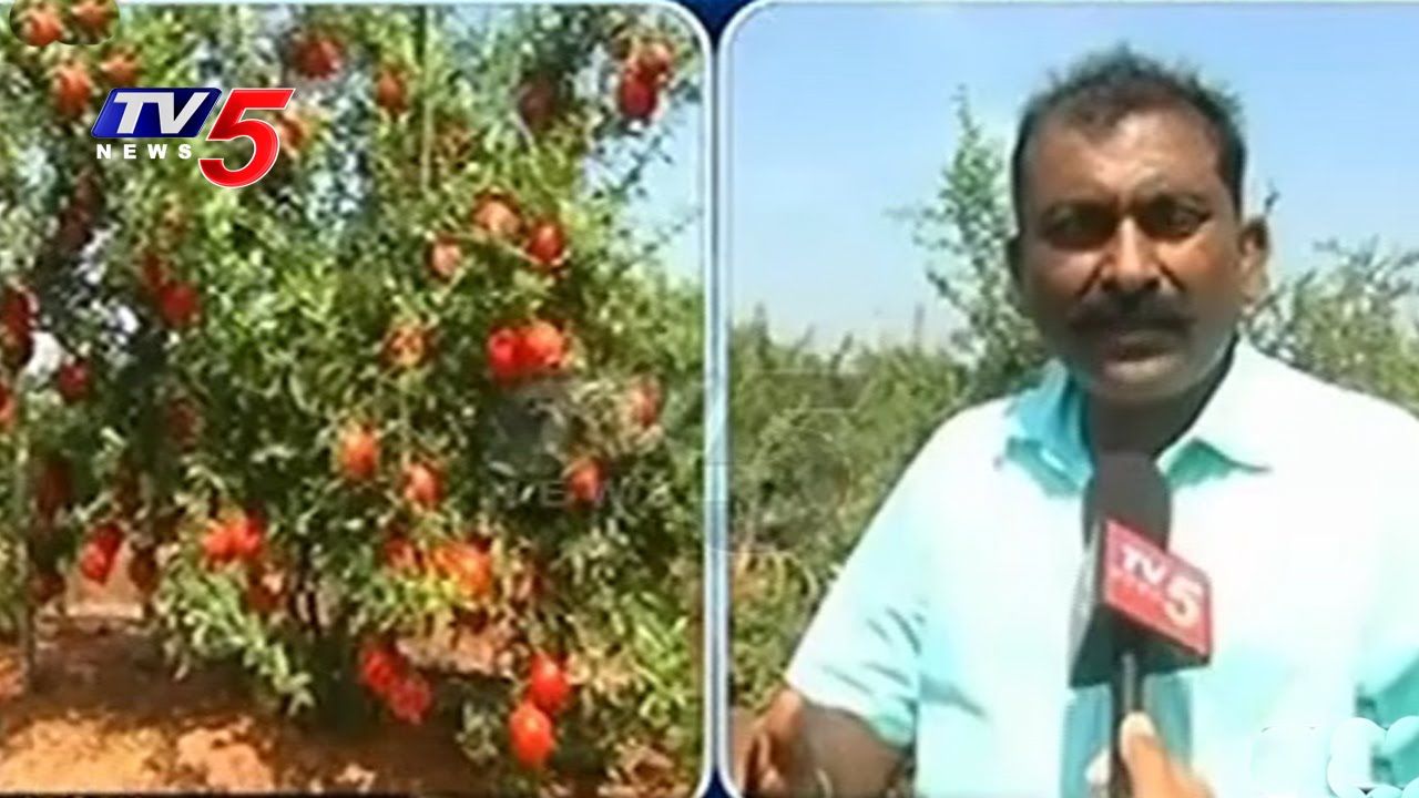 Special Story On Ideal Farmer | 80 Lakhs Earned By Using Organic Fertilizers | Nalgonda |  TV5 News