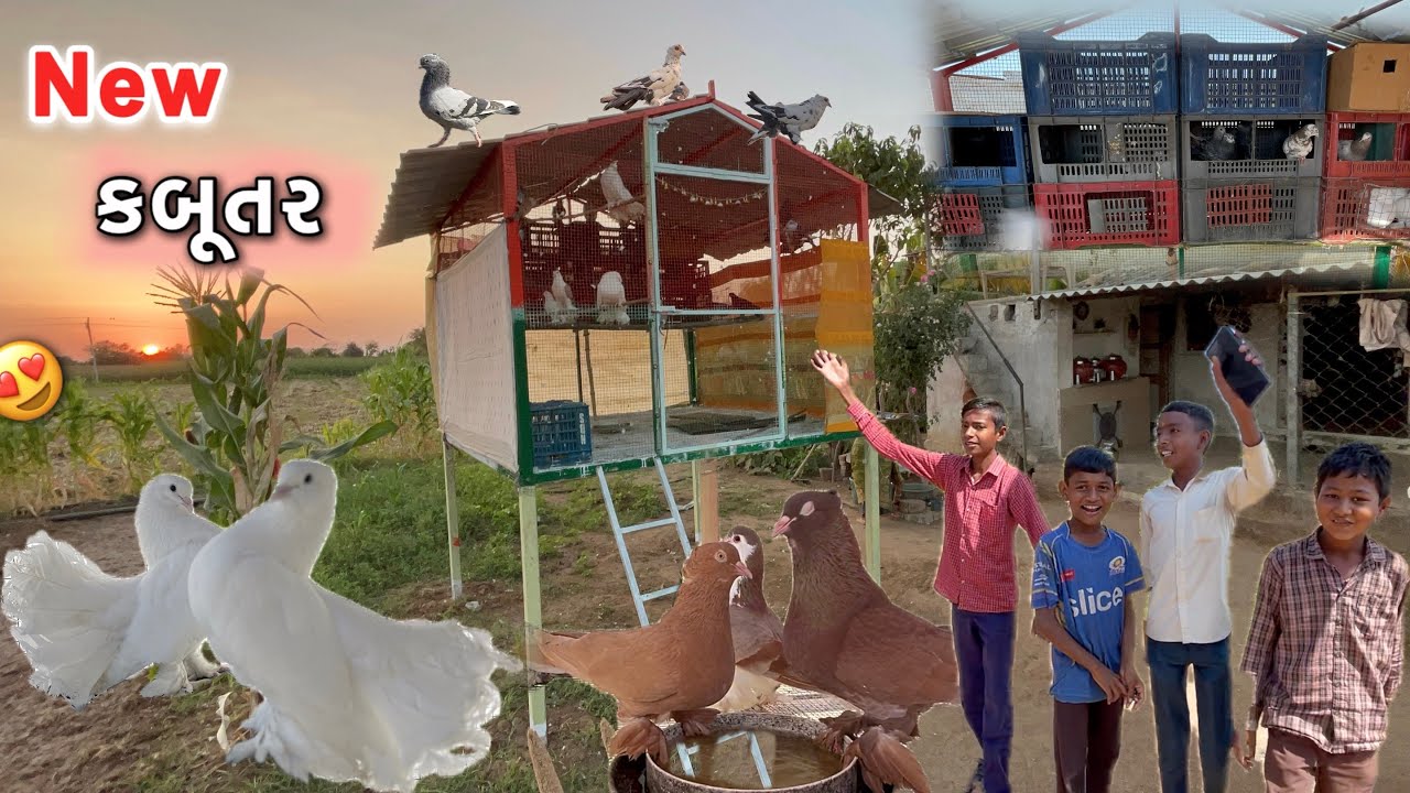 New કબૂતર dekhne friend aavya 😍 || pal and fentel kabutar