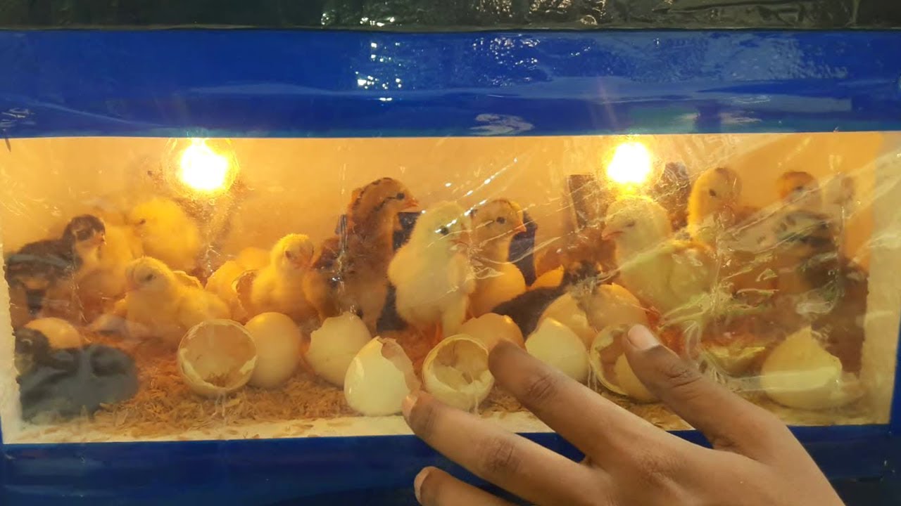 Como Hacer Una Incubadora Casera Para Pollos