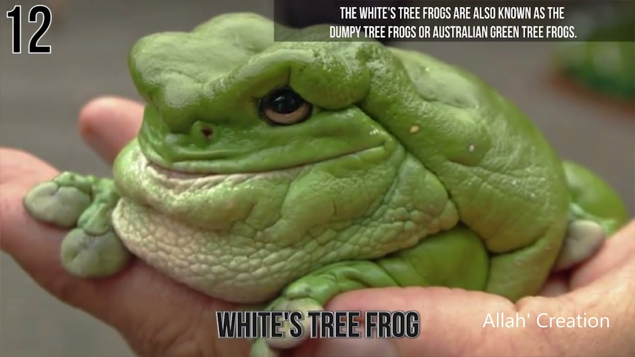 Strangest Amphibians on Earth Planet