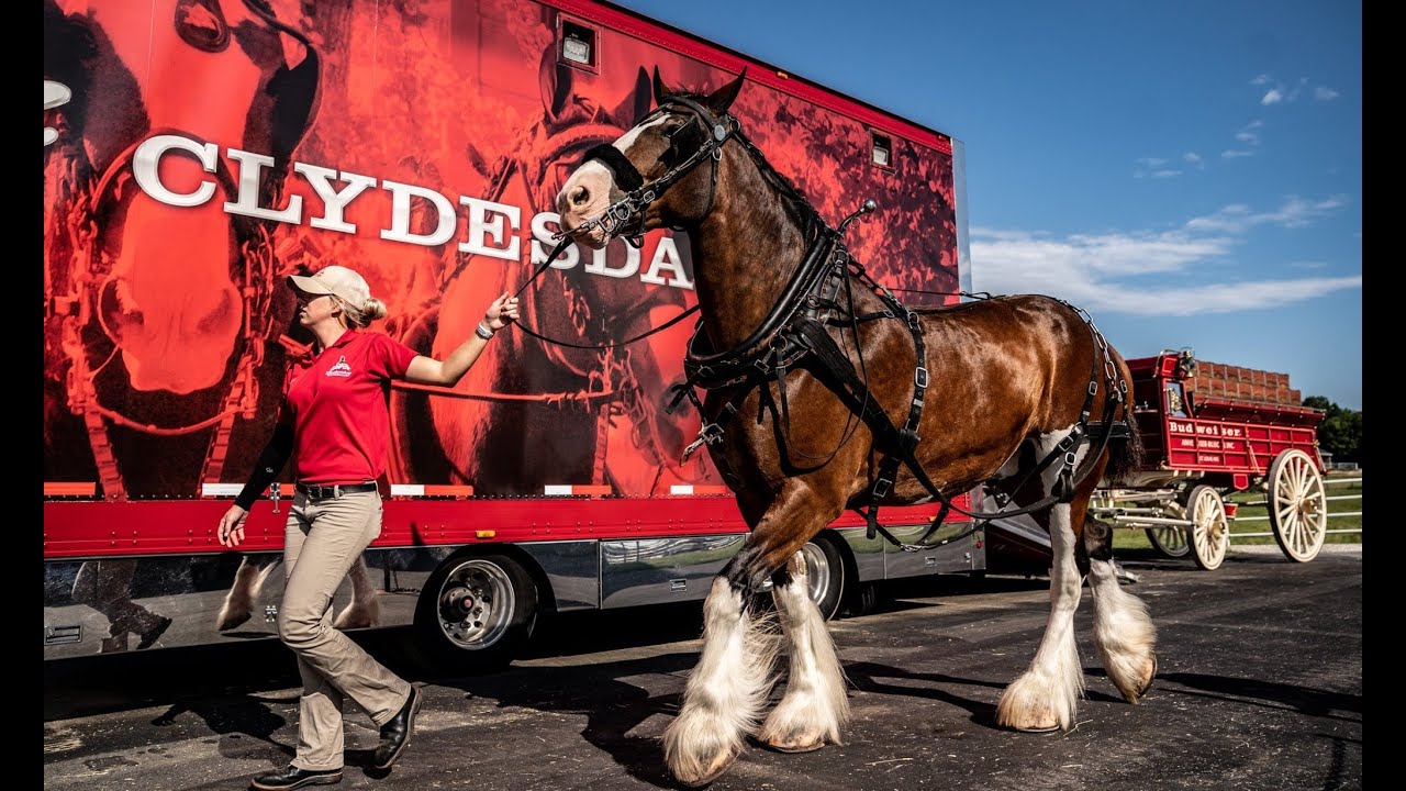 Budweiser horse breeding ranch warm springs MO