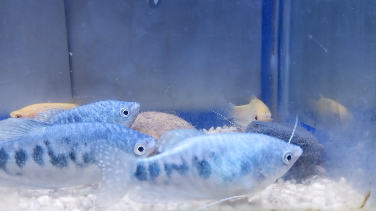 Let's see the Night gourami fish live Part 20
